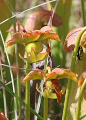 Sarracenia minor minor