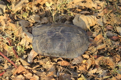 Rhinoclemmys pulcherrima rogerbarbouri