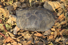 Rhinoclemmys pulcherrima rogerbarbouri