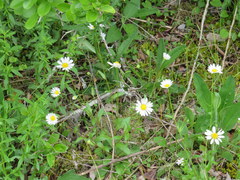 Astranthium integrifolium