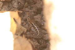 Sceloporus utiformis