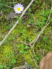 Astranthium integrifolium