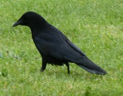 Corvus corone