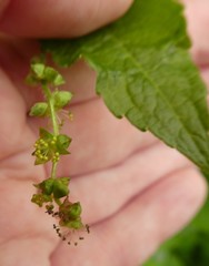 Mercurialis perennis