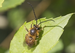 Eucera