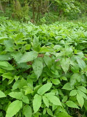 Mercurialis perennis