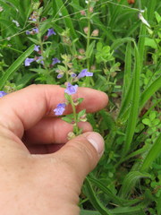 Scutellaria parvula