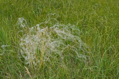 Stipa dasyphylla