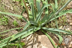 Asphodelus macrocarpus