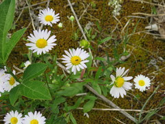 Astranthium integrifolium