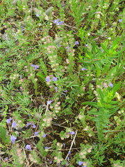 Scutellaria parvula