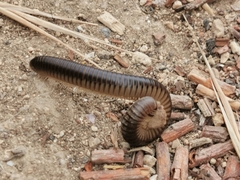 Pachyiulus flavipes