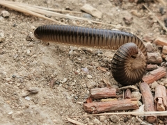 Pachyiulus flavipes