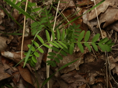 Vicia cassubica