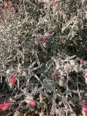 Echium angustifolium
