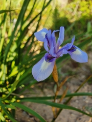 Moraea sisyrinchium