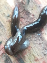 Rhynchodemus sylvaticus