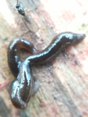 Rhynchodemus sylvaticus