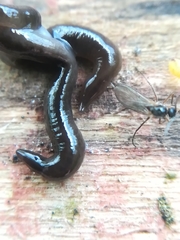 Rhynchodemus sylvaticus