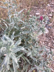 Echium angustifolium
