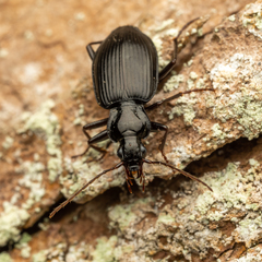Limodromus