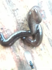 Rhynchodemus sylvaticus