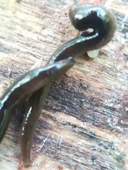 Rhynchodemus sylvaticus