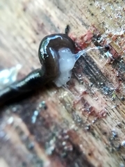 Rhynchodemus sylvaticus