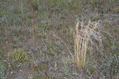 Stipa dasyphylla