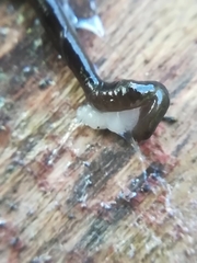 Rhynchodemus sylvaticus