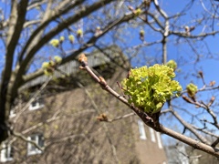 Acer platanoides