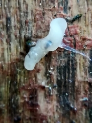 Rhynchodemus sylvaticus