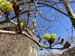 Acer platanoides