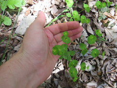 Euphorbia ouachitana