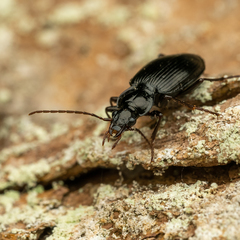 Limodromus
