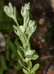 Bombycilaena discolor
