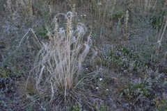 Stipa dasyphylla