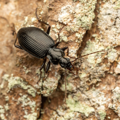 Limodromus