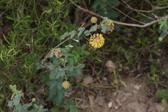 Prosopis reptans