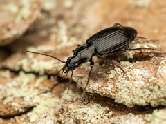 Limodromus