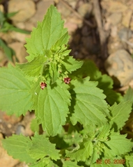 Scrophularia arguta
