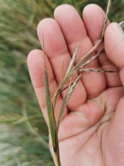 Andropogon distachyos