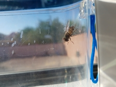 Copestylum isabellina