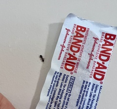 Pheidole californica