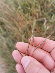 Andropogon distachyos