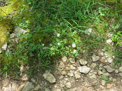 Astranthium integrifolium