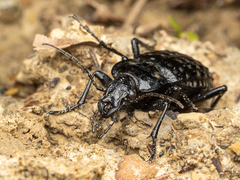 Carabus variolosus