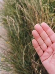 Andropogon distachyos