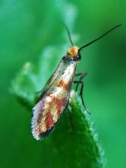 Micropterix tunbergella