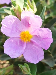 Cistus albidus